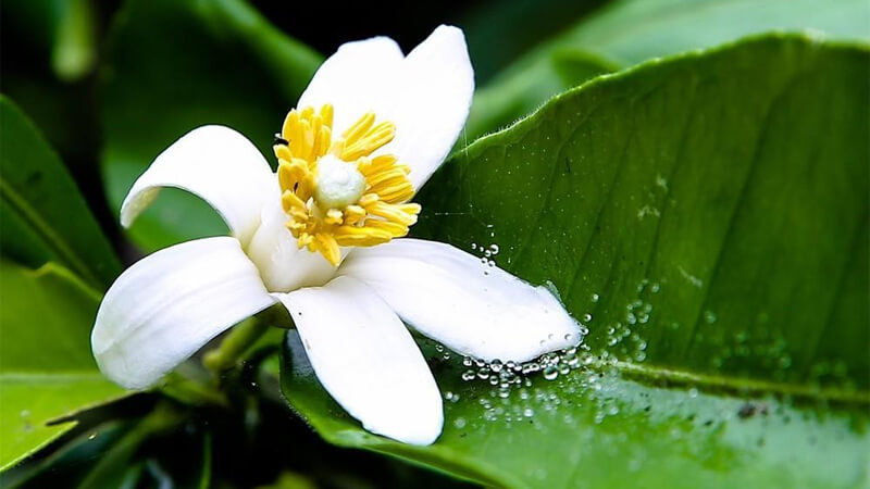 Hoa bưởi